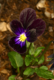 Viola tricolor 'Black Magic' RCP6-06 233.jpg